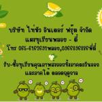 พลอย ตี๋